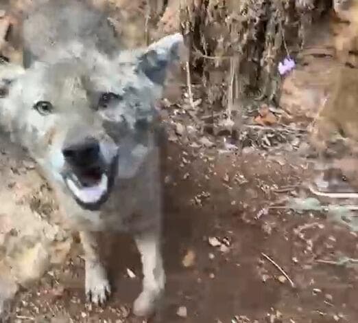 התן חושף שיניים