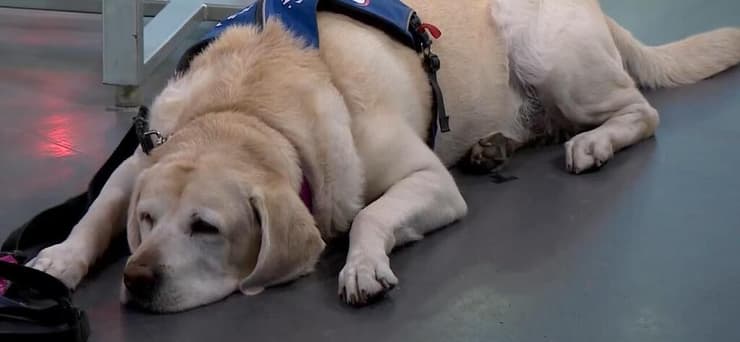 הכלבה רובי (צילום: ליאור שרון) הכלבה רובי