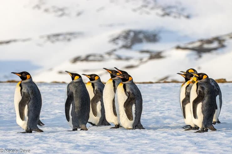 פינגווינים