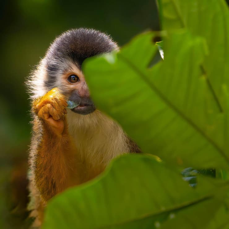 קוף סנאי שצולם בקוסטה ריקה