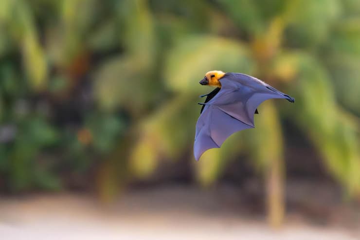 עטלף פירות, המכונה גם שועל מעופף, כפי שצולם באיי סיישל