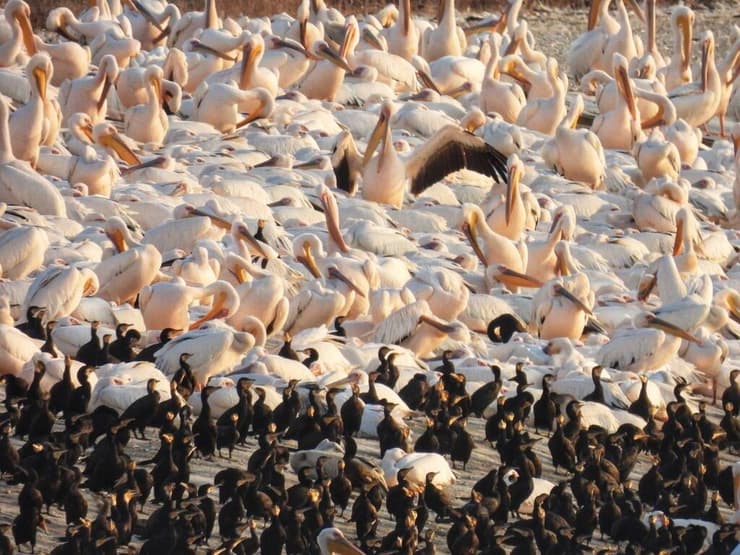 שקנאים במאגר משמר השרון (צילום: שרית פלצ'י מיארה, רשות הטבע והגנים) שקנאים במאגר משמר השרון