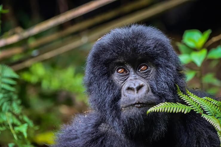 גורילת ההרים
