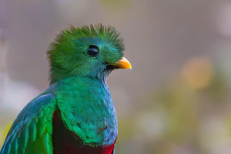 קאצ'אל, הציפור הלאומית של גואטמלה, צולם בקוסטה ריקה