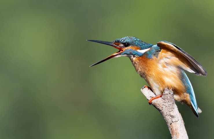 שלדג גמדי שצולם בישראל