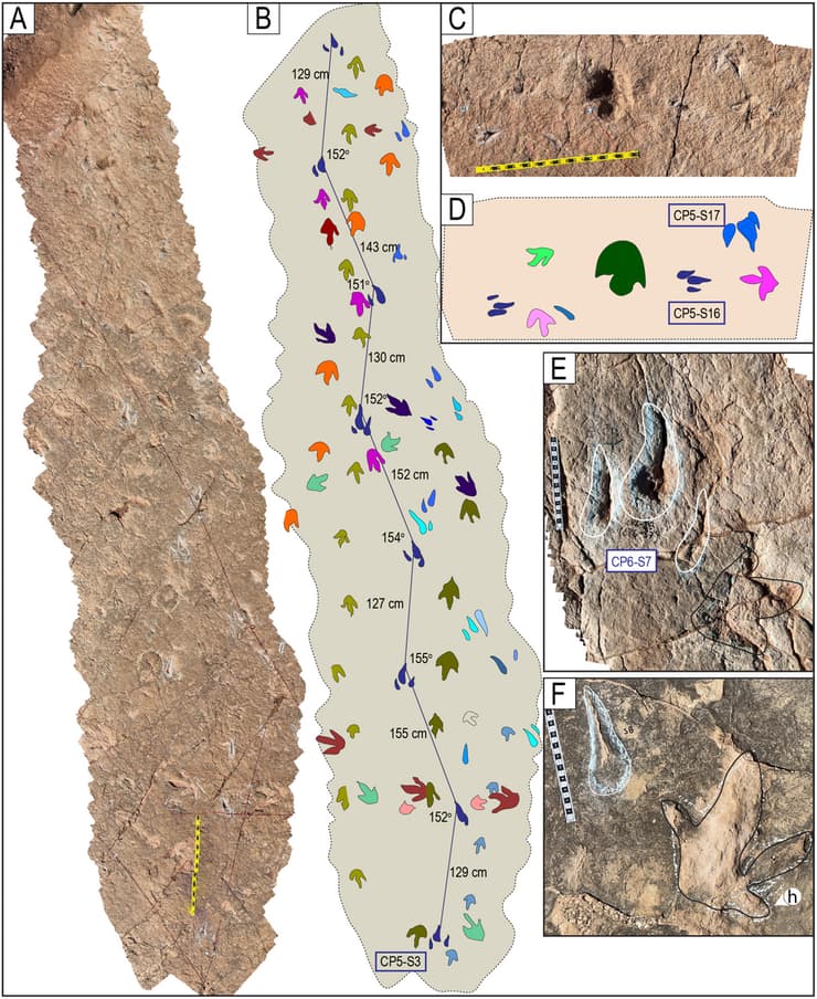 אחד ממסלולי עקבות הדינוזאורים שהתגלו לאחרונה בפארק הלאומי טורוטורו שבבוליביה (צילום: Esperante et al., PLOS One, 2025) אחד ממסלולי עקבות הדינוזאורים שהתגלו לאחרונה בפארק הלאומי טורוטורו שבבוליביה