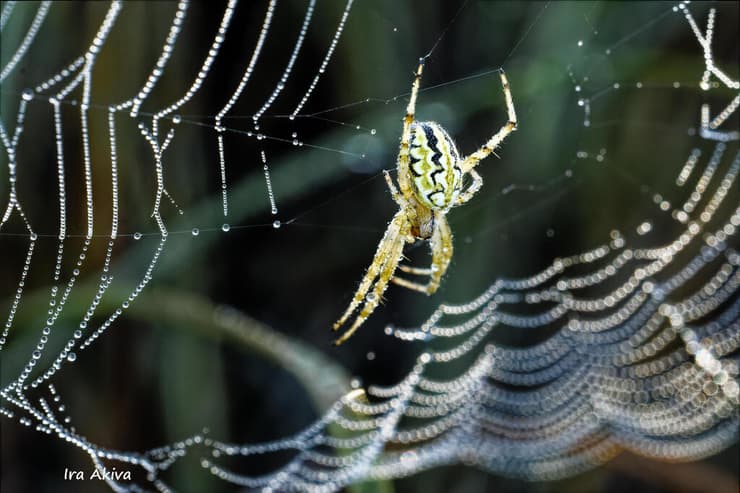 גלגלנית קשוטה מכוסה טיפות טל בשעת בוקר מוקדמת