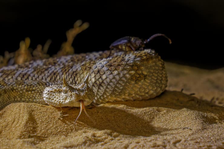 עכן חרטומים וחיפושית יקרונית מצרית עם המחושים היפים והגדולים שיושבת עליו