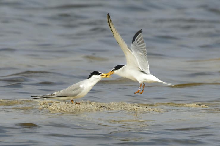 שחפיות גמדיות בחיזור, הנקבה ממתינה שהזכר ירשים אותה עם דג