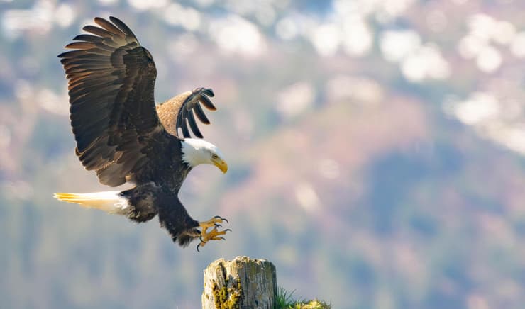 עיטם לבן-ראש באלסקה