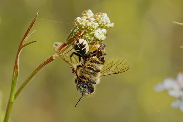 ארזית, עכביש בעל סימן המזכיר עף ארז, שלכדה דבורת דבש