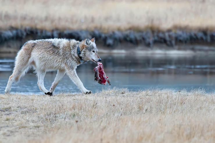 זאבה צועדת לצידי האגם, לעבר המאורה, בדרכה להאכיל את גוריה, צולם בפארק הלאומי ילוסטון בארצות הברית