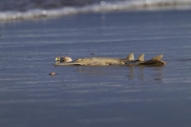 גיטרן, דג סחוס בסכנת הכחדה חמורה שקיבל את שמו בגלל שצורתו דומה לגיטרה