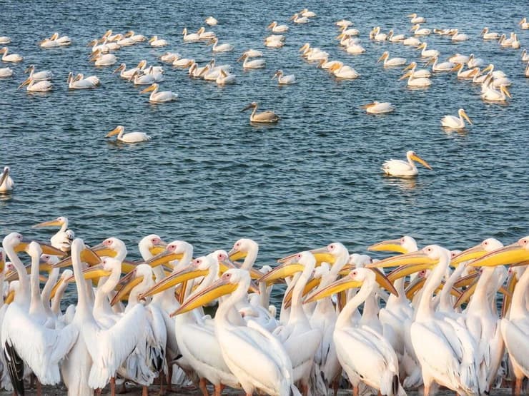 שקנאים במאגר משמר השרון (צילום: שרית פלצ'י מיארה, רשות הטבע והגנים) שקנאים במאגר משמר השרון