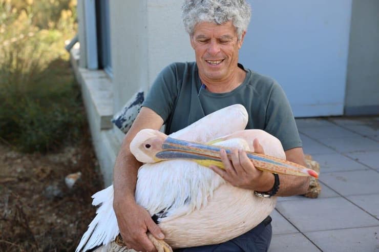 ד"ר עמית דולב עם שקנאי שעליו הוצמד משדר (צילום: שי אייזקס, רשות הטבע והגנים) ד"ר עמית דולב עם שקנאי שעליו הוצמד משדר