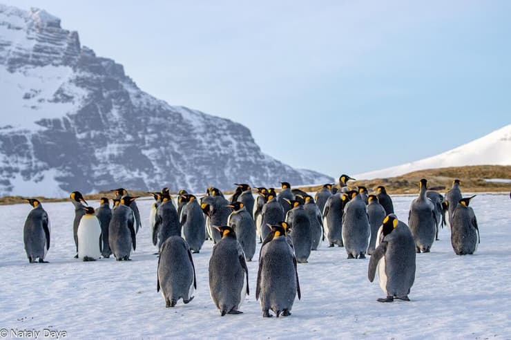 להקת פינגווינים