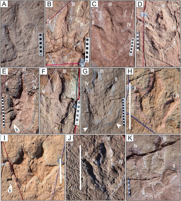 כמה מעקבות הדינוזאורים שהתגלו לאחרונה בפארק הלאומי טורוטורו שבבוליביה (צילום: Esperante et al., PLOS One, 2025) כמה מעקבות הדינוזאורים שהתגלו לאחרונה בפארק הלאומי טורוטורו שבבוליביה