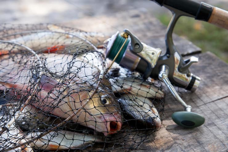 דג הלש שנתפס ברשת (צילום: Kostiantyn Kravchenko/Shutterstock) דג הלש שנתפס ברשת