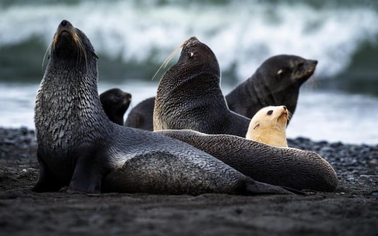 הגור הלבן והנדיר משתלב בקבוצתו