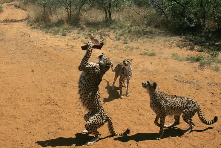 ברדלסים בתנאי שבי בנמיביה (צילום: Themba Hadebe/AP) ברדלסים בתנאי שבי בנמיביה