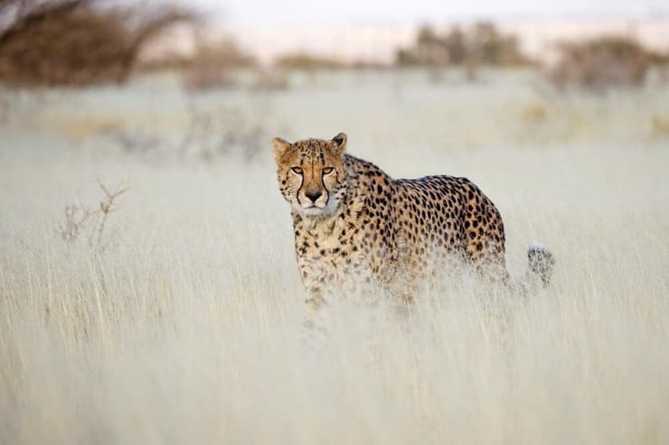 ברדלס שתועד בנמיביה (צילום: Miroslav Srb/Shutterstock) ברדלס שתועד בנמיביה