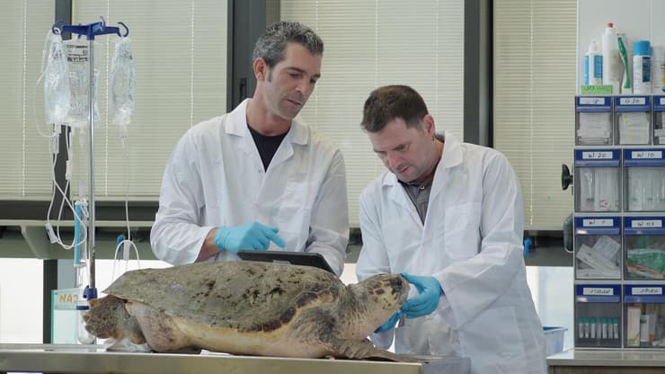 טיפול בנקבת צב ים חום במרכז הארצי להצלת צבי ים