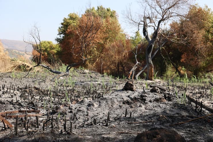 הנזקים בשמורת הבניאס