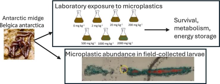 איתור מיקרופלסטיק בגוף זחלי החרק בלגיקה אנטארקטיקה