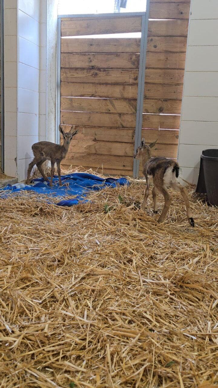 העופר והעופרה שאותרו פצועים בשומרון, מתאקלמים בבית החולים לחיות בר שבספארי
