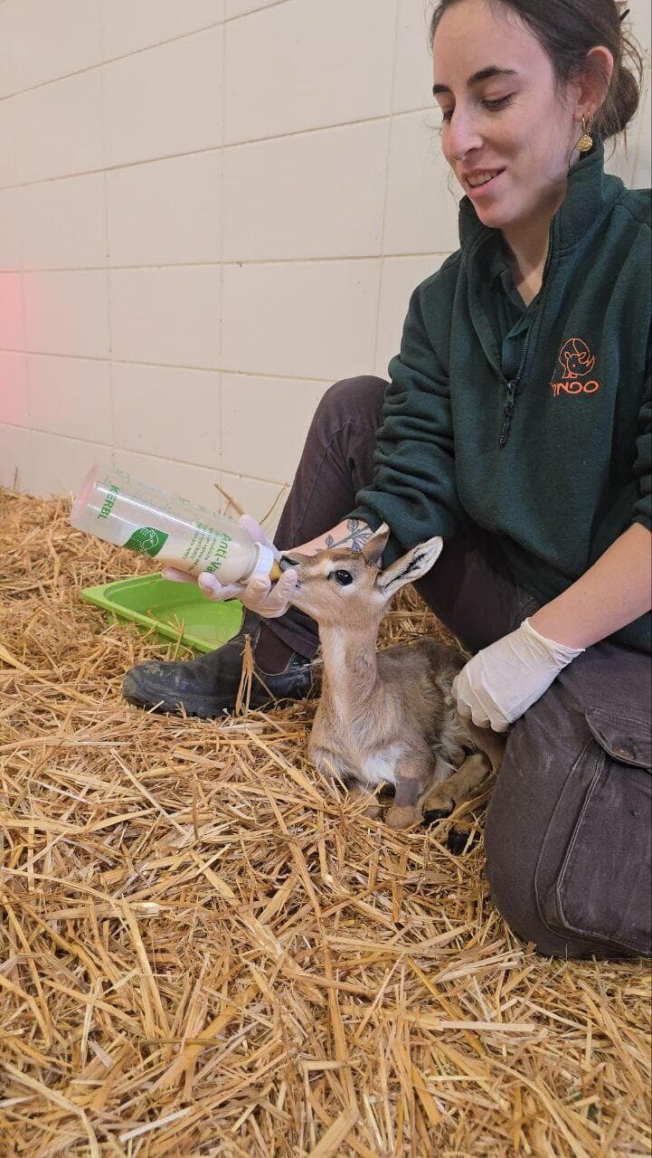 אחד העופרים שאותרו בשומרון, בעת קבלת טיפול בבית החולים לחיות בר שבספארי
