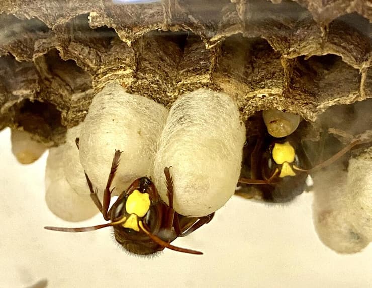 צילום: פרופ' ערן לוין