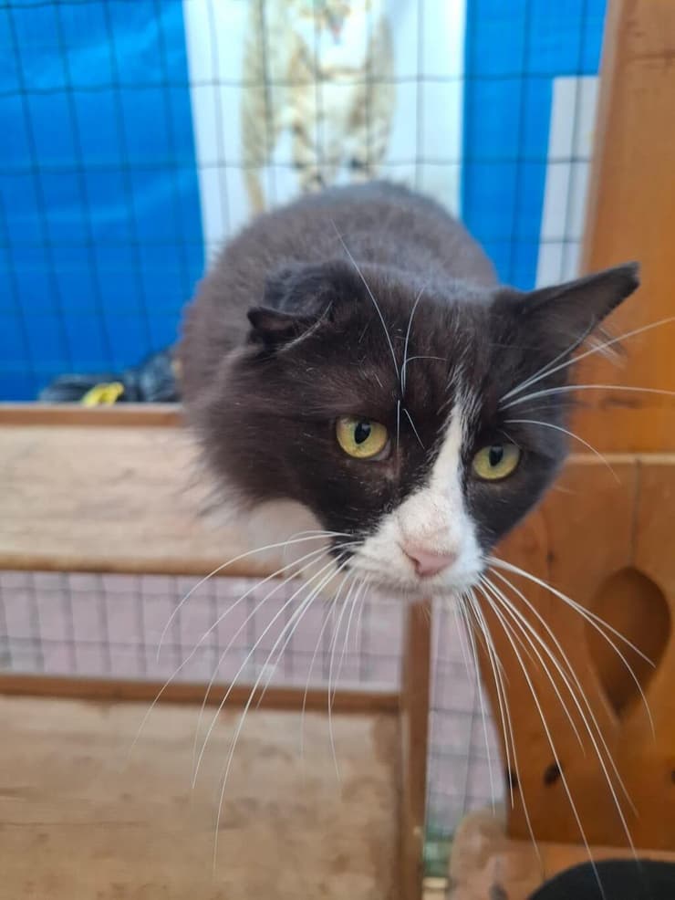 קאסיה (צילום: ראשון אוהבת חיות) קאסיה