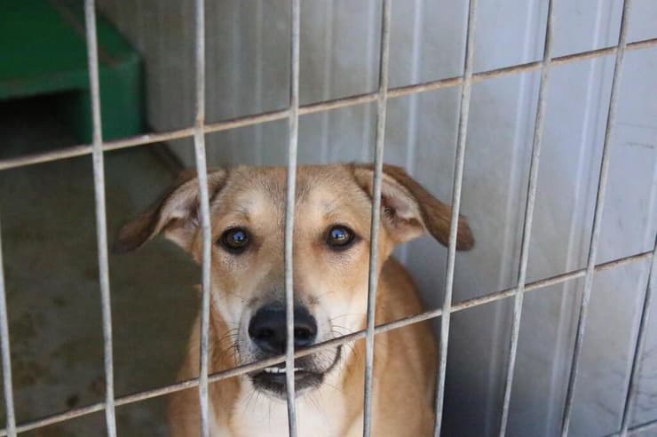 טייגר (צילום: השירות הווטרינרי בירושלים) טייגר