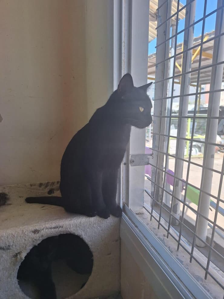 פאצ'ינו (צילום: כפר סבא ורעננה אוהבות חיות) פאצ'ינו