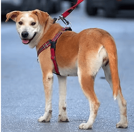 סיגי (צילום: צער בעלי חיים רמת גן והסביבה) סיגי