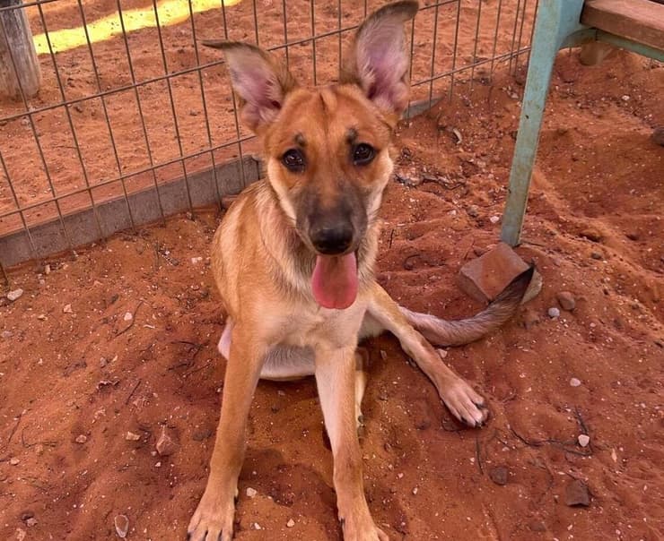 אנג'ל (צילום: שירות וטרינרי ראשון לציון) אנגל