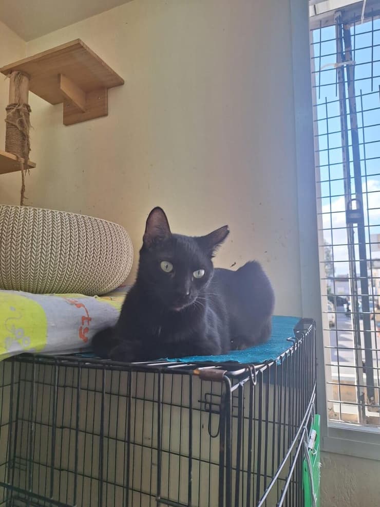 בגירה (צילום: כפר סבא ורעננה אוהבות חיות) בגירה