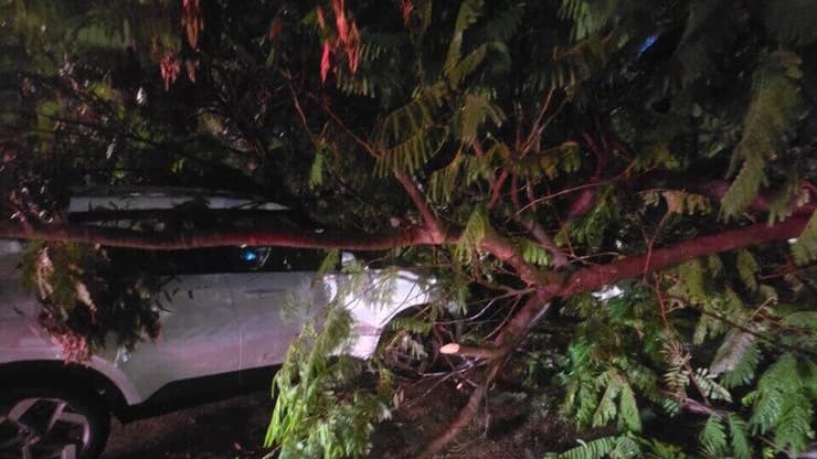 עץ קרס בחולון