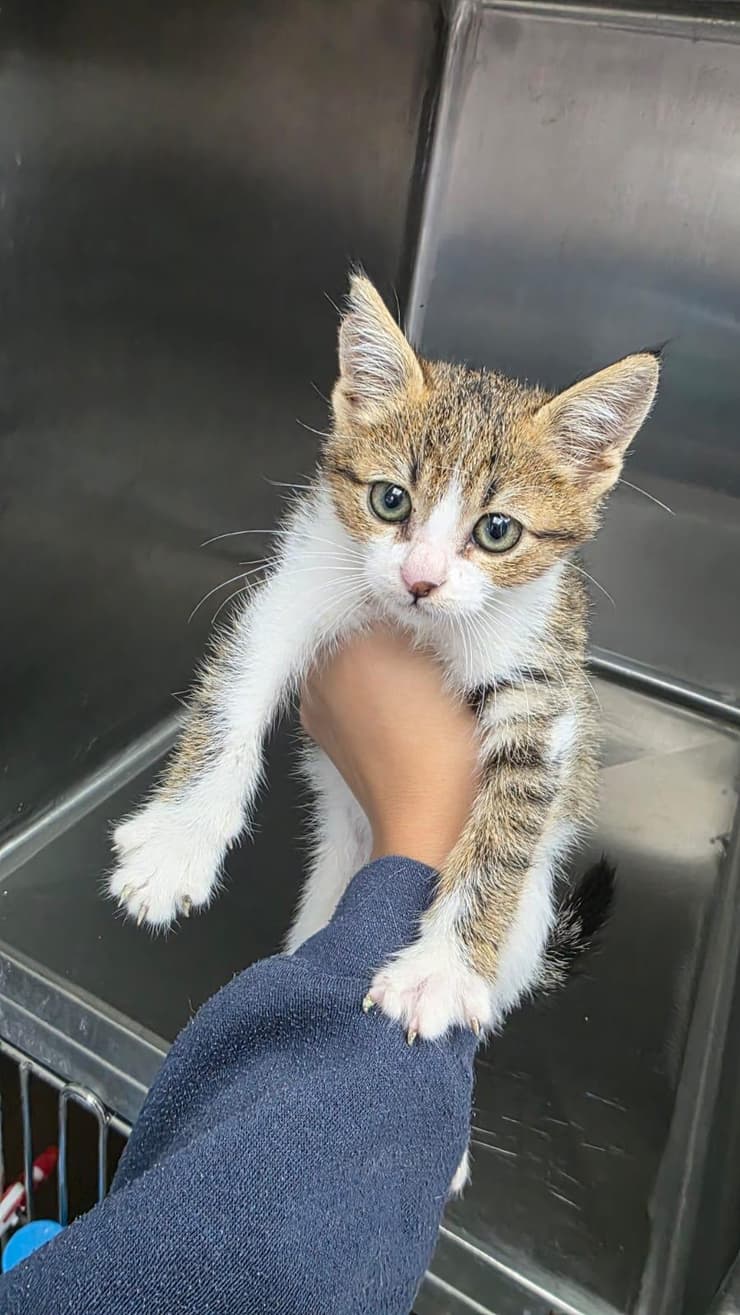 שמואל (צילום: עמותת כפר החתולים) שמואל