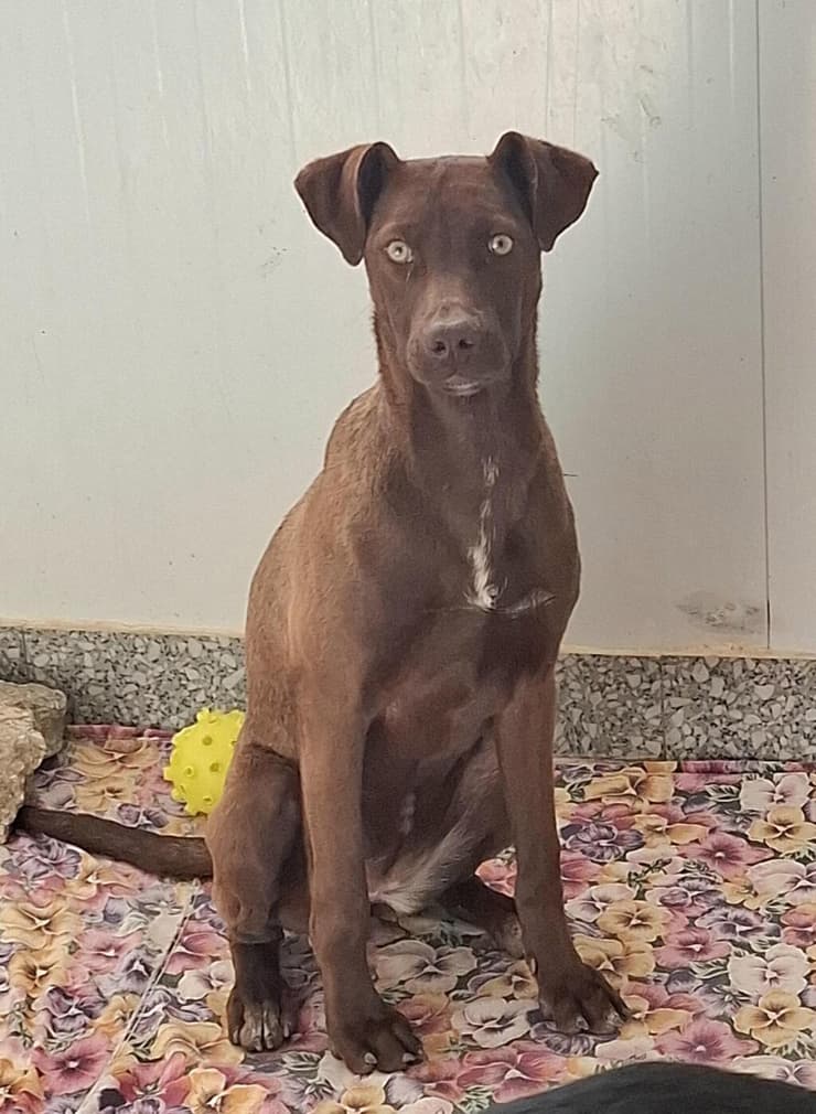 סופי (צילום: עמותת החיות ואנחנו) סופי