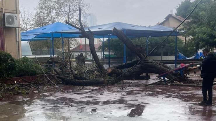 העץ שקרס בבית הספר בראשון לציון (צילום: מתוך הרשתות לפי סעיף 27א' ) עץ קרס בחצר בית ספר "בארי" בראשון לציון