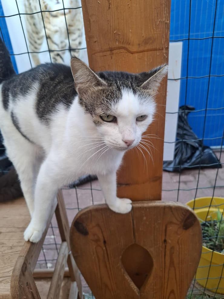 אליסקה (צילום: ראשון אוהבת חיות) אליסקה