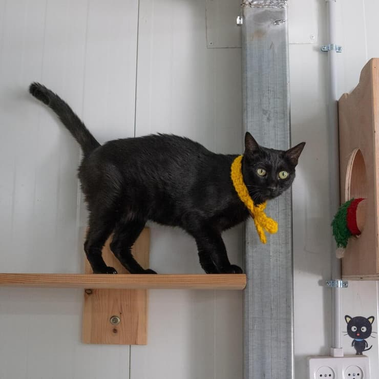 בשורה (צילום: תנו לחיות לחיות) בשורה