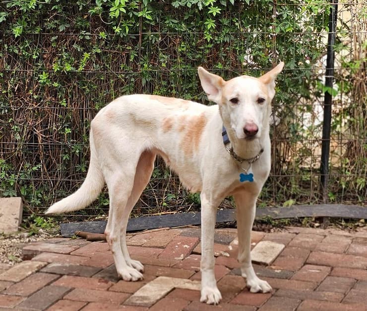 אפי (צילום: חיים חדשים לכלבים) אפי