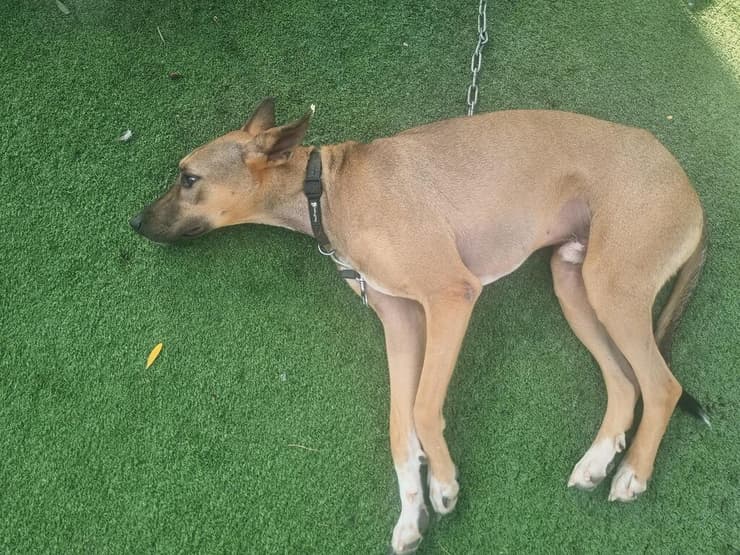 סטפן (צילום: עמותת להתחיל מחדש) סטפן