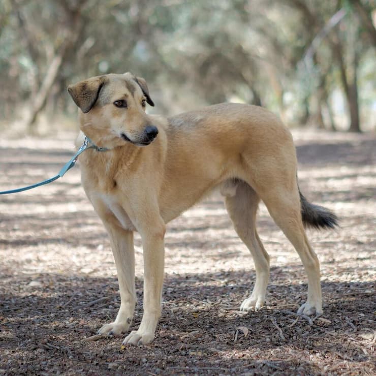 לובלו (צילום: תנו לחיות לחיות) לובלו