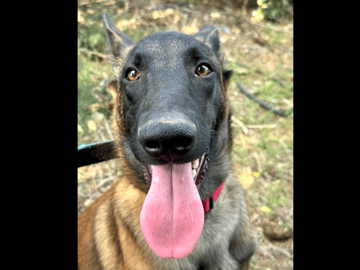 טאקי (צילום: עמותת S.O.S חיות) טאקי