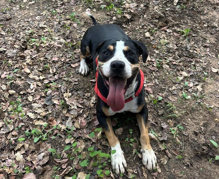 צ'אפו (צילום: עמותת חבר לי.) צ'אפו