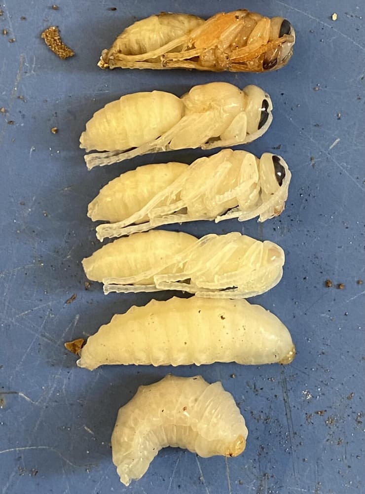 צילום: פרופ' ערן לוין