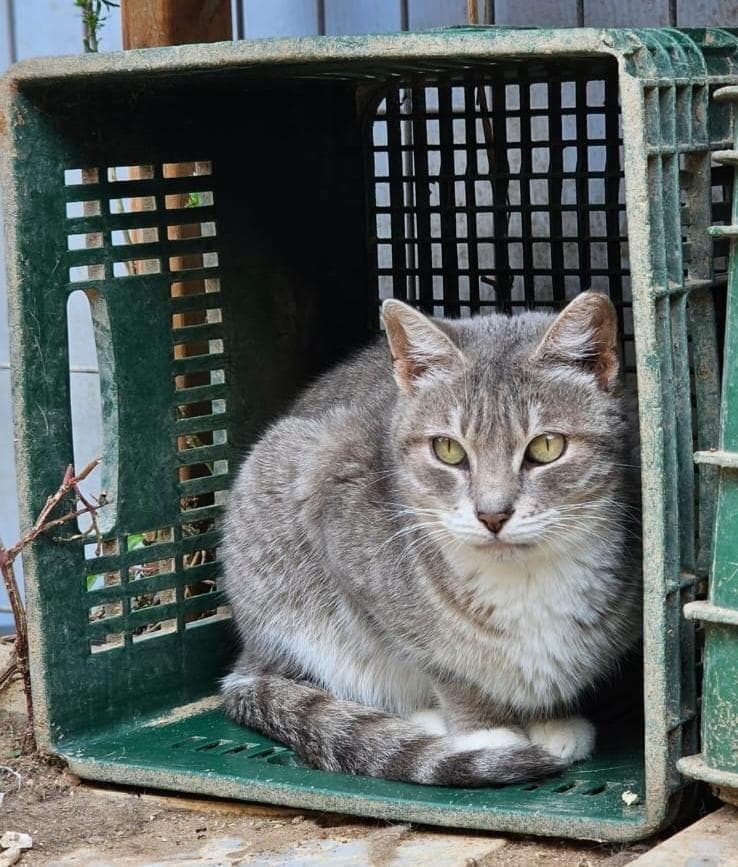 ניקול (צילום: ראשון אוהבת חיות) ניקול